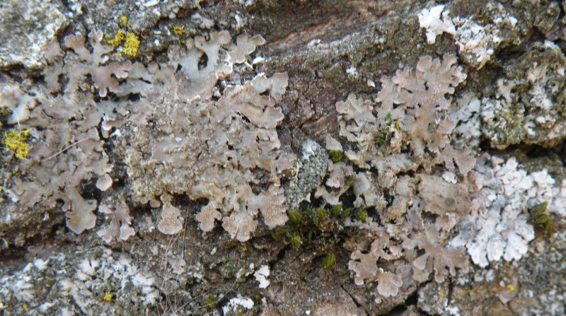 Licheni in un frutteto lomellino - Xanthoria parietina e alt
